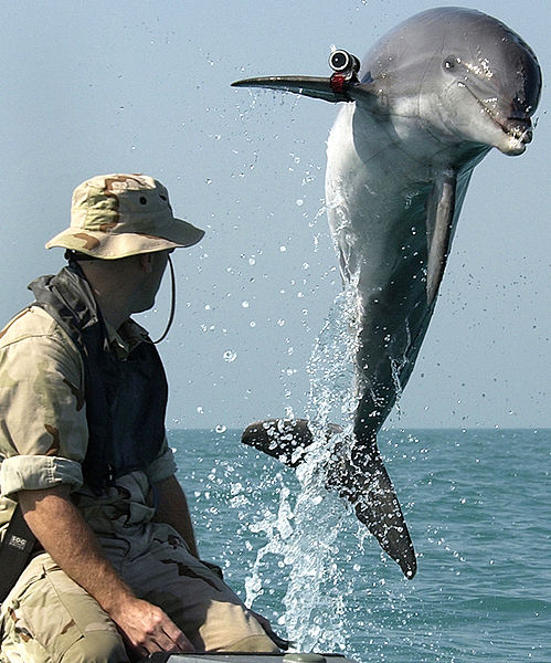 Delfin w Armii USA
