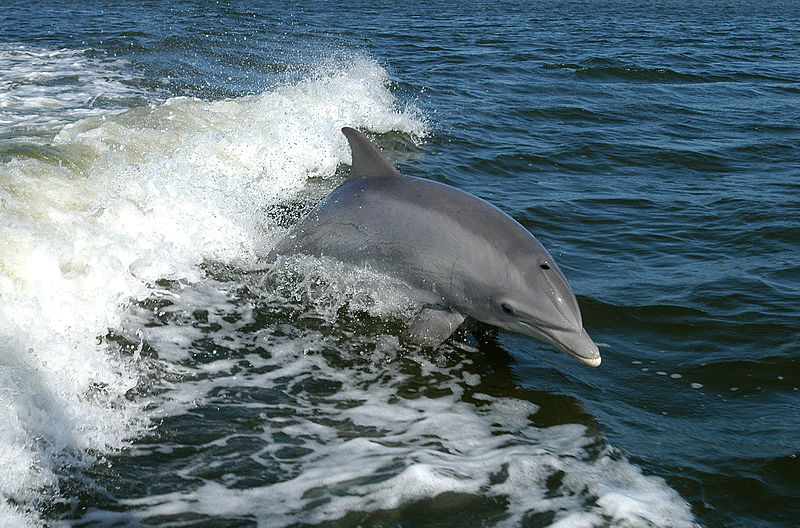 Delfiny – drugie po człowieku