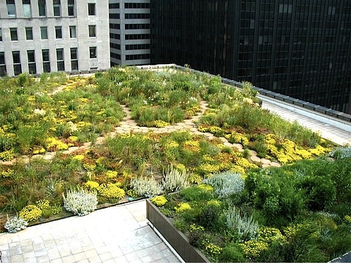 20 000 roślin na dachu ratusza