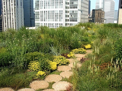 Ogród na dachu ratusza w Chicago